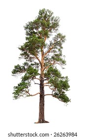 Pine Tree Isolated On White Background.