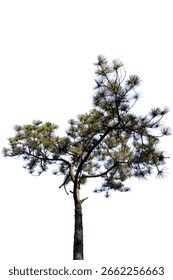 Pine tree isolated on white background 
