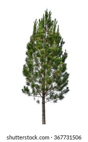 Pine tree isolated on white background. This has clipping path.