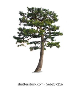 Pine Tree Isolated On A White Background