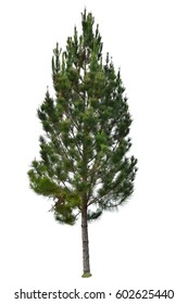 Pine Tree Isolated On White Background This Has Clipping Path.