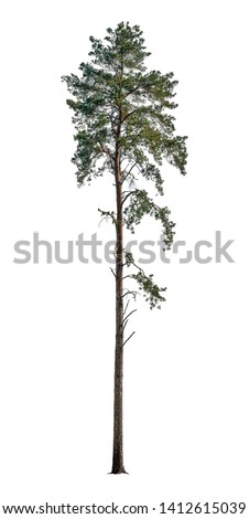 Pine Tree isolated on white