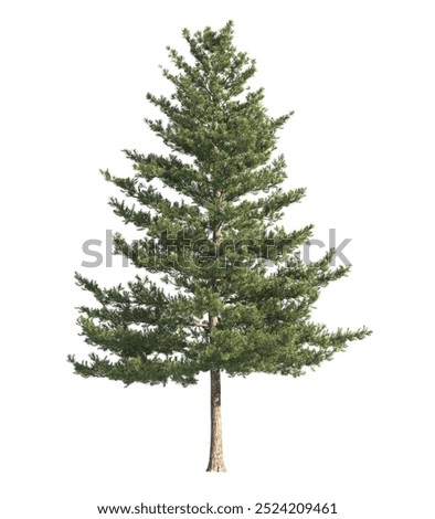 pine tree isolated on white background. single Conifer tree isolated on white background. Fir tree isolated on white background. Spruce tree isolated on white background. side view of pine trees.