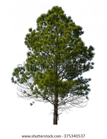Pine tree isolated on white background. This has clipping path.
