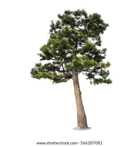 Pine Tree isolated on a white background