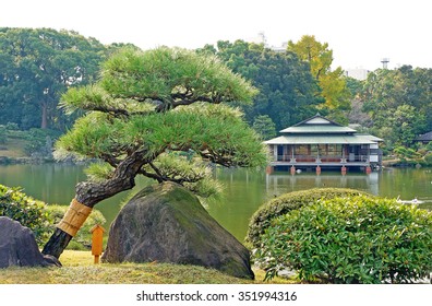 Pine Tree In Kiyosumi Garden, Tokyo