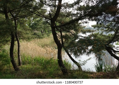 pine tree and lake