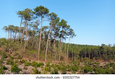 Pine Tree In Landes Of Gascony