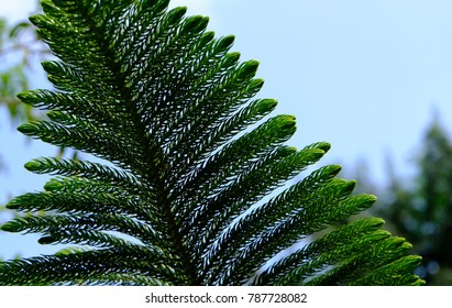 pine tree leaf close up. pine tree and sky background. greetings card concept.