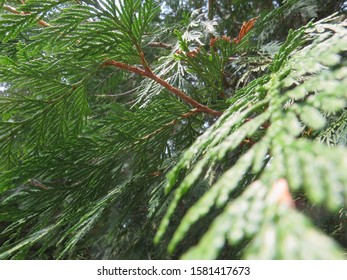 Pine tree leaves close up
