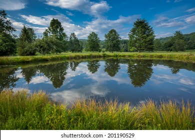 Pine and tree lined pond during summer