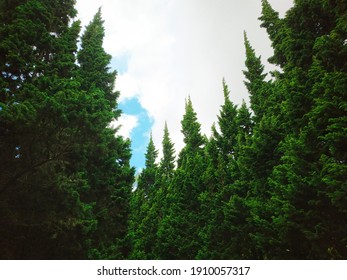 Pine tree lined. Typical mountain view.