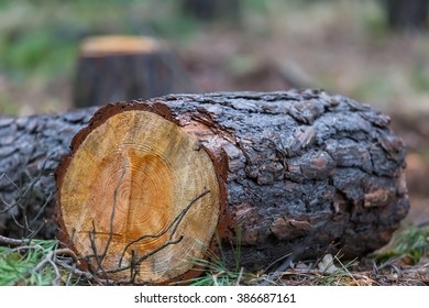 Pine Tree Log Lie In A Forest