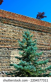 Pine Tree With Long Skinny Yellow Cones In Front Of Brick And River Rock Wall