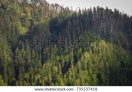 pine tree in the mountain. view from Osla village. On the way to Har Ki Dun Valley, Uttarakhand, Ondia.