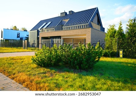 Pine tree Mugo grows at barnhouse. Dwarf Mugo Pine trees in Landscape design Villa. Barn Home in Lush Green Environment, Beautiful Landscaping in neighborhood. Stylish house in unique architecture. 