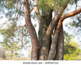 pine tree with multi trunk