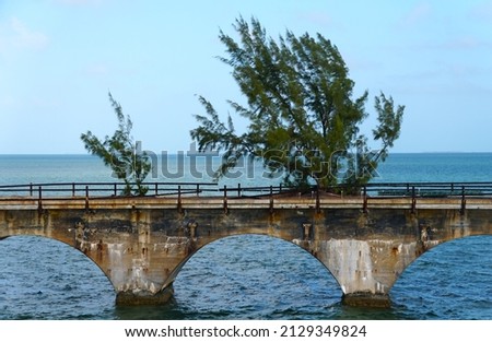 A pine tree named 'Fred' growing out of a roadbed on the historic Old Seven Mile Bridge, Big Pine Key, Florida, U.S.A