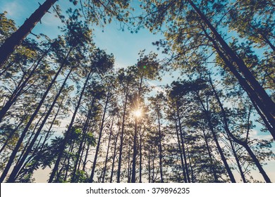Pine tree in natural forest and sunlight with vintage tone.