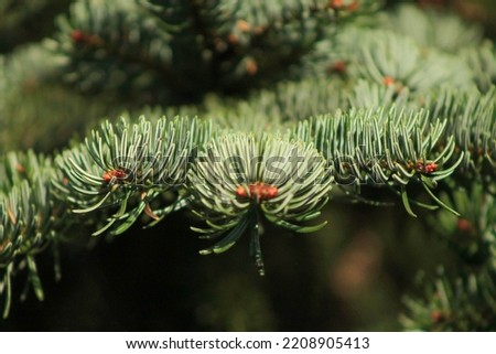 Pine Tree Nature Forest Bacground