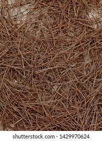 pine tree needles and branches