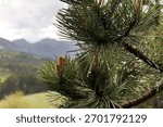 Pine tree needles with rain drops