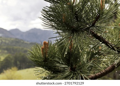 Pine tree needles with rain drops