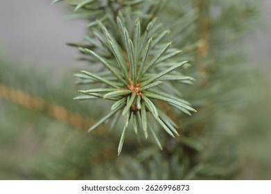 pine tree needless close up