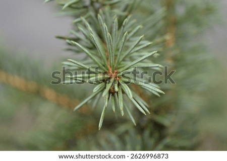 pine tree needless close up
