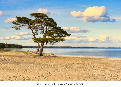 Pine Tree On Beautiful White Sand Beach In Ahus On The Swedish East Coast. Popular Tourist Destination.