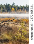 Pine tree on a bog by a misty lake in autumn