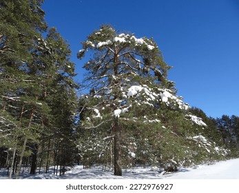 pine tree on the edge of the forest in winte
