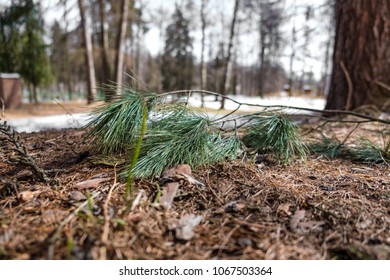 Pine tree on the ground close up
