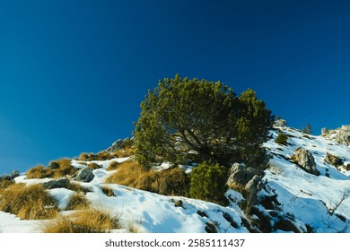 Pine tree on the mountain in the winter season