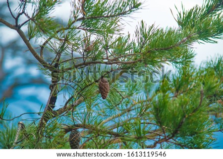 Pine Tree on the Pulpit Rock , Alabama