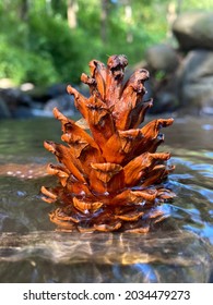 Pine from tree on the river