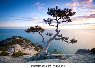 Pine tree on a rocky cliff near the sea at night - Powered by Shutterstock