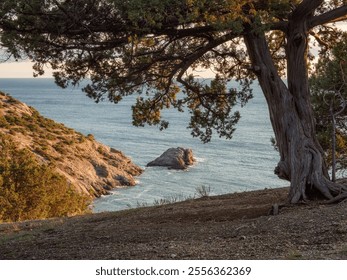 Pine tree on the seashore. Shadow under the tree. Sunset by the rocky seaside. The Crimean Peninsula. - Powered by Shutterstock