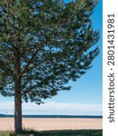 PIne tree on sunny, empty Nallikari beach in Oulu, Finland