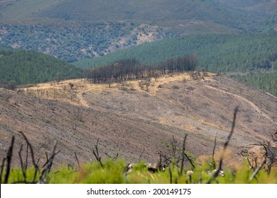 Pine tree on top of hill after devastating fire