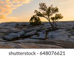 The pine tree on the top of the Stone Mountain at sunset, Georgia, USA