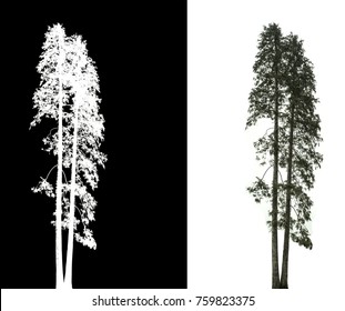 Pine Tree On White Background With Alpha Channel