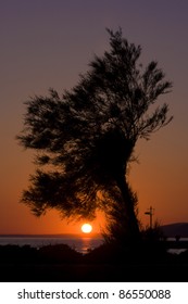 Pine Tree At Orange Sunset And The Sea In Starigrad Paklenica