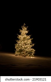 Pine Tree Outside Lit Up With Christmas Lights