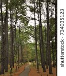 Pine Tree Path