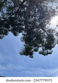 Pine tree (Pinus sp.) viewed from below