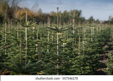 Pine Tree Plantation