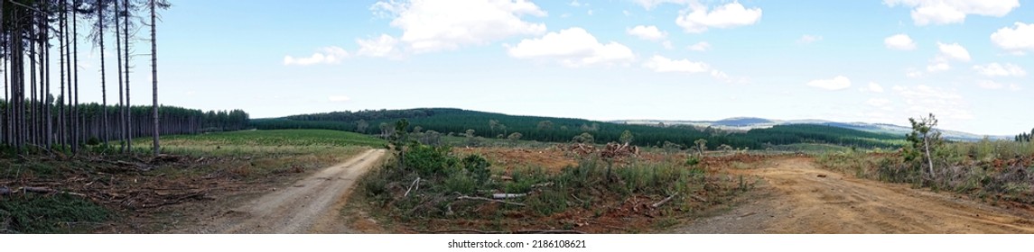 A Pine Tree Plantation In The Snowy Mountains