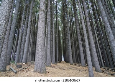 A Pine Tree Plantation In The Snowy Mountains