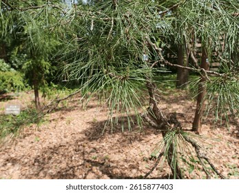 Pine tree planted in a park